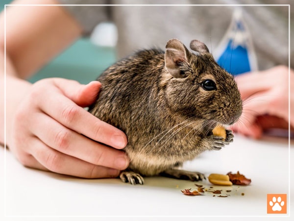 What Do Degus Eat Best Food For Degus VIVO Pets