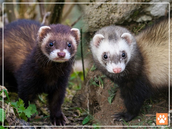 Are Ferrets Rodents How Are Ferrets Classified VIVO Pets Are Ferrets Rodents How Are Ferrets Classified VIVO Pets