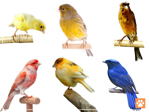 Types Of Canary Birds You Should Know About Vivo Pets