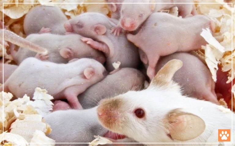 How Many Babies Do Mice Have 5 Things To Consider VIVO Pets