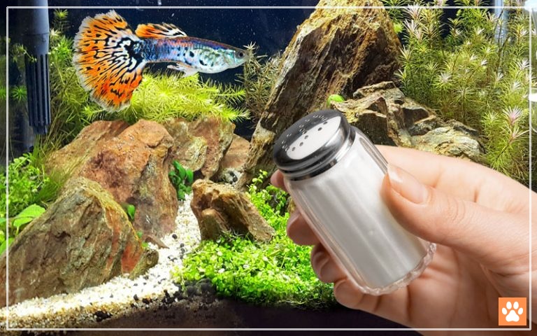 Adding Salt to Guppy Tank - The Complete Guide - VIVO Pets