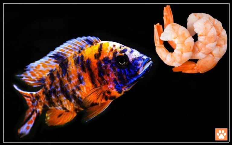 do cichlids eat shrimp