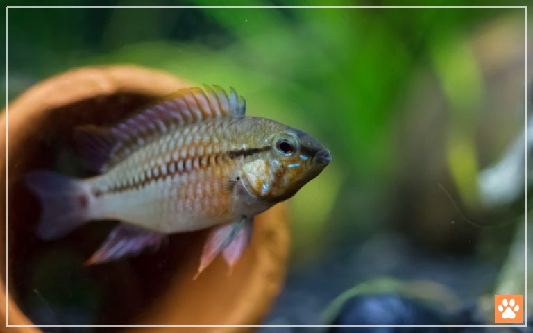 Picture of 6 Best Small Cichlids for 20 Gallon Tank - VIVO Pets