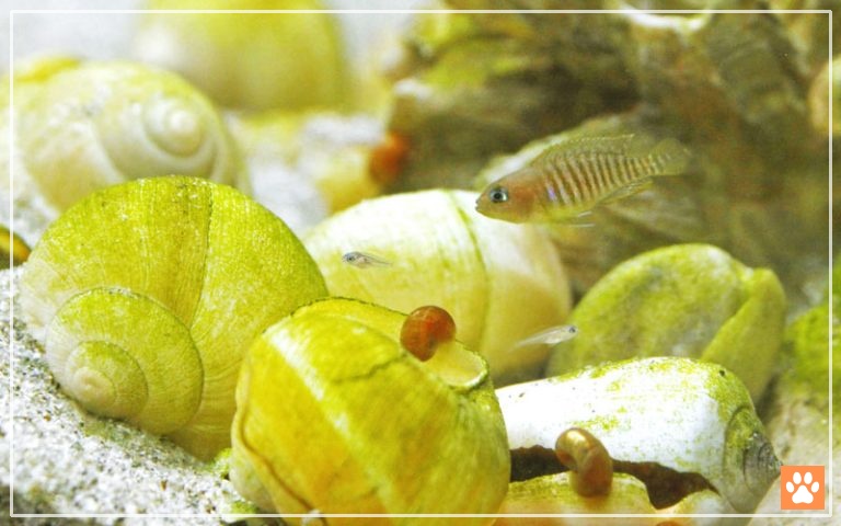 How to Setup a Shell Dweller Cichlids Tank? - VIVO Pets