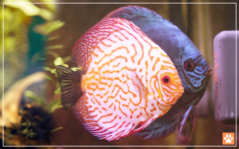 How Often Do Discus Fish Lay Eggs VIVO Pets