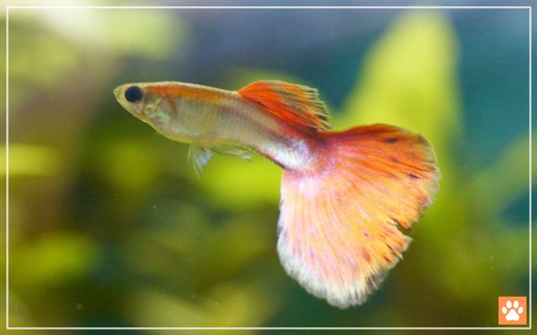 55 Types of Guppy Fish - All Guppy Varieties - VIVO Pets