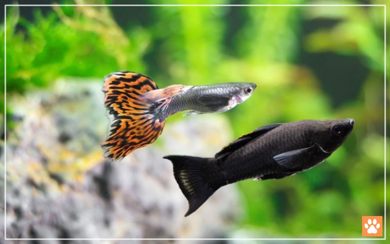 Can Guppy Fish And Molly Fish Live Together VIVO Pets Can Guppy Fish And Molly Fish Live Together VIVO Pets
