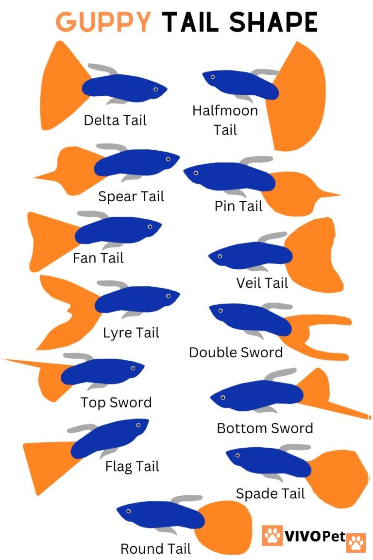 55 Types of Guppy Fish - All Guppy Varieties - VIVO Pets