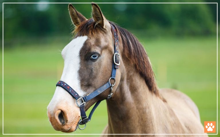 Do Horses Have Nipples? - VIVO Pets