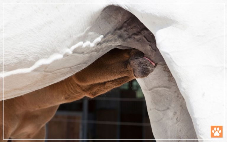 Do Horses Have Nipples? - VIVO Pets