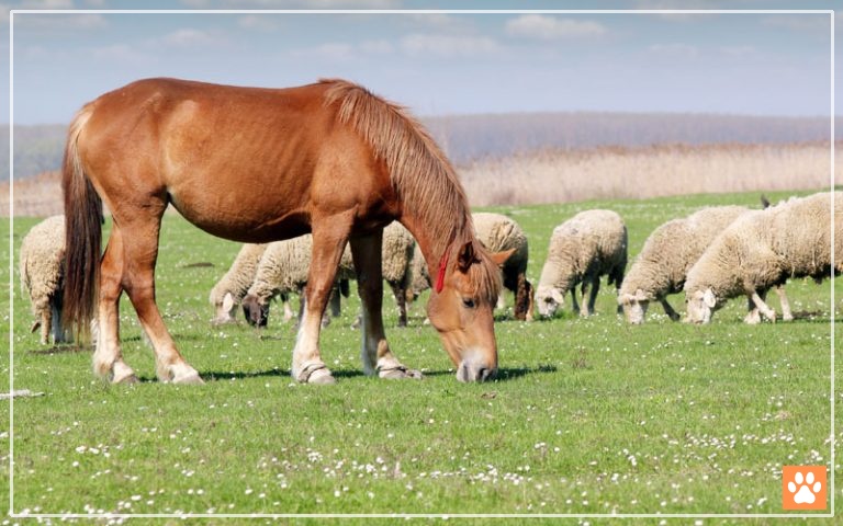 Horses for christmas videos