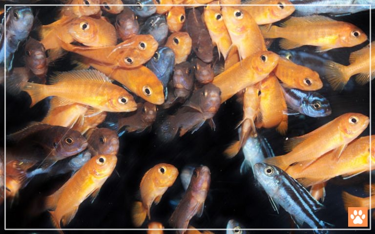 ALL MALAWI CICHLIDS visual data 4