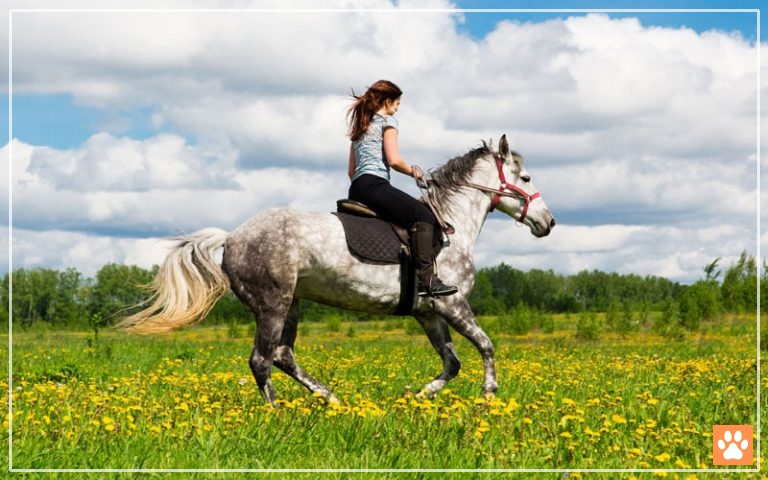 Do Horses Have Nipples? - VIVO Pets